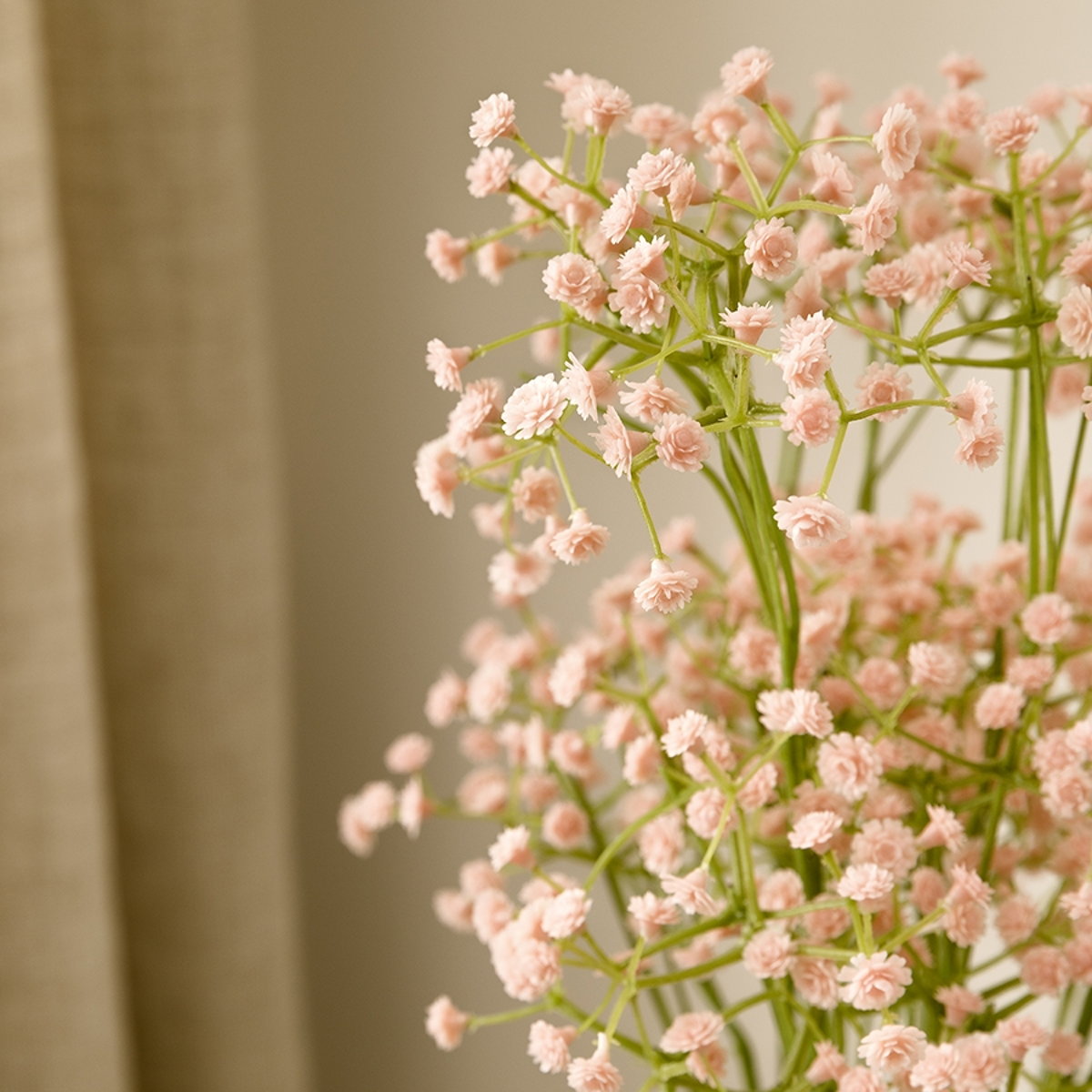 Gypsophille h65 rosa